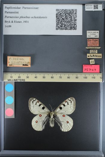Media type: image;   Entomology 35747